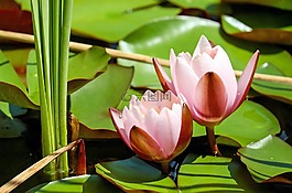 睡蓮,花,開(kāi)花