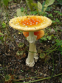 蘑菇,菌類,生物