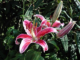 百合,花,開花
