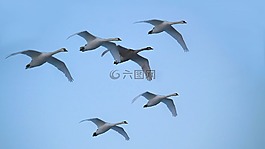 天鵝,飛,鳥類