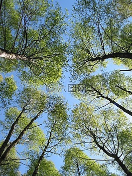 樹,森林,天空
