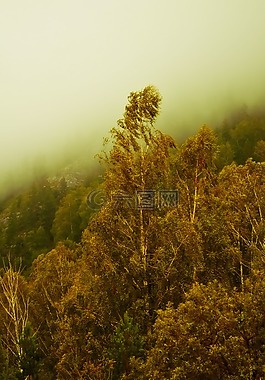 霧,森林,自然