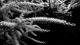 花,花序,植物區(qū)系