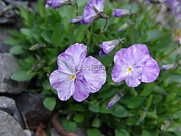 三色堇,鮮花,花園
