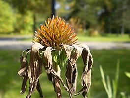 松果菊 paradoxa,花,秋