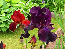 鳶尾花,花園,花