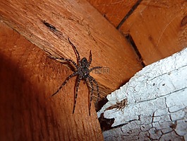 蜘蛛,昆蟲,web