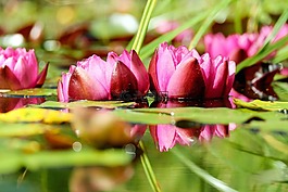 睡蓮,花,開(kāi)花