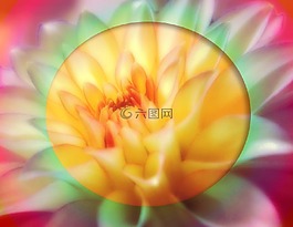 蓮花,橙色,花