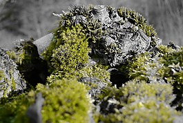 根,性質(zhì),苔