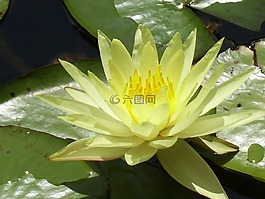 水百合,蓮花,花