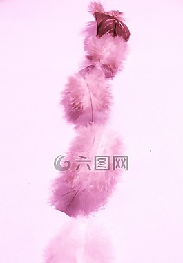 羽毛,蓬松,軟