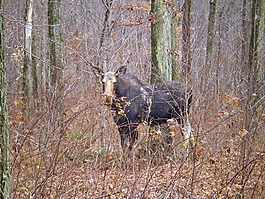 駝鹿,動(dòng)物,野生