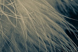 春天,紋理,背景