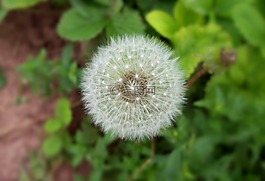 蒲公英,植物,自然