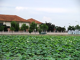 蓮花,原野,水百合
