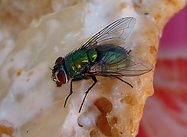 飛,昆蟲,翼