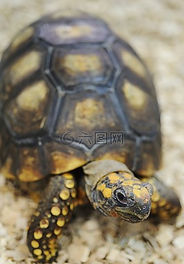 龜,動物,爬行動物