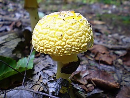 蘑菇,黃色,leucocoprinus birnbaumii