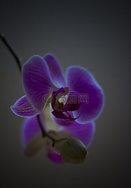 蘭花,花,植物區(qū)系