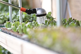 澆水,水,植物