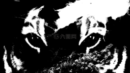 虎,性質(zhì),貓