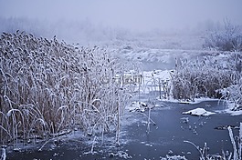 冬天,水,樹