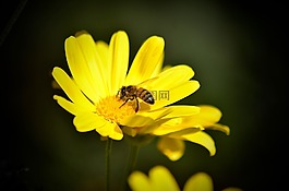 雛菊,蜜蜂,黃色