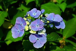 八仙花,花,觀賞花
