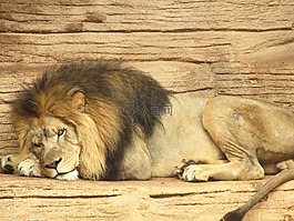 獅子,動物,野生