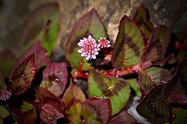 粉紅色,花的,葉子