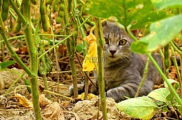 貓,原野,動物