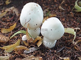 蘑菇,夏季,䴙