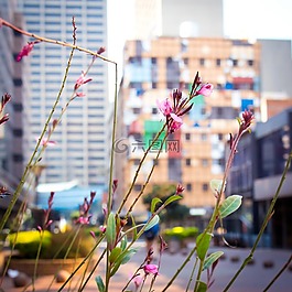 城市,建筑物,結構