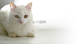 猫,波斯语,动物