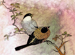 鳥,性質(zhì),樹