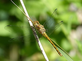 蜻蜓,黄蜻蜓,cordulegaster boltonii