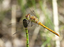 蜻蜓,黄蜻蜓,cordulegaster boltonii