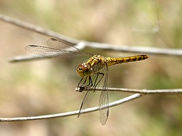 蜻蜓,黄蜻蜓,cordulegaster boltonii