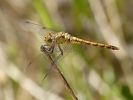 蜻蜓,黄蜻蜓,cordulegaster boltonii