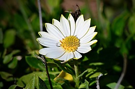白,黃色,花