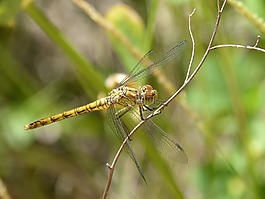 蜻蜓,黄蜻蜓,cordulegaster boltonii