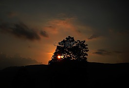 樹,太陽,自然