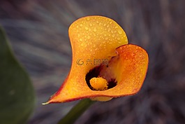 馬蹄蓮,卡拉,開花