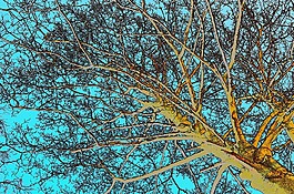 樹,分支機構(gòu),枝杈