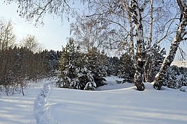 雪,伍茲,冬天