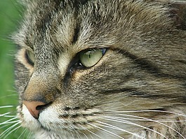 猫,肖像,挪威森林猫