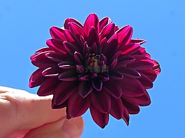 大丽花紫,手,花