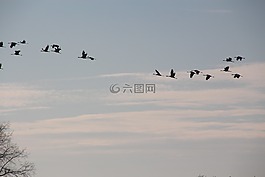 起重機(jī),候鳥(niǎo),秋季