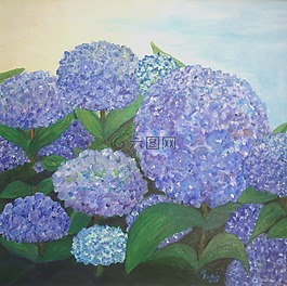 绣球,蓝色,绘画